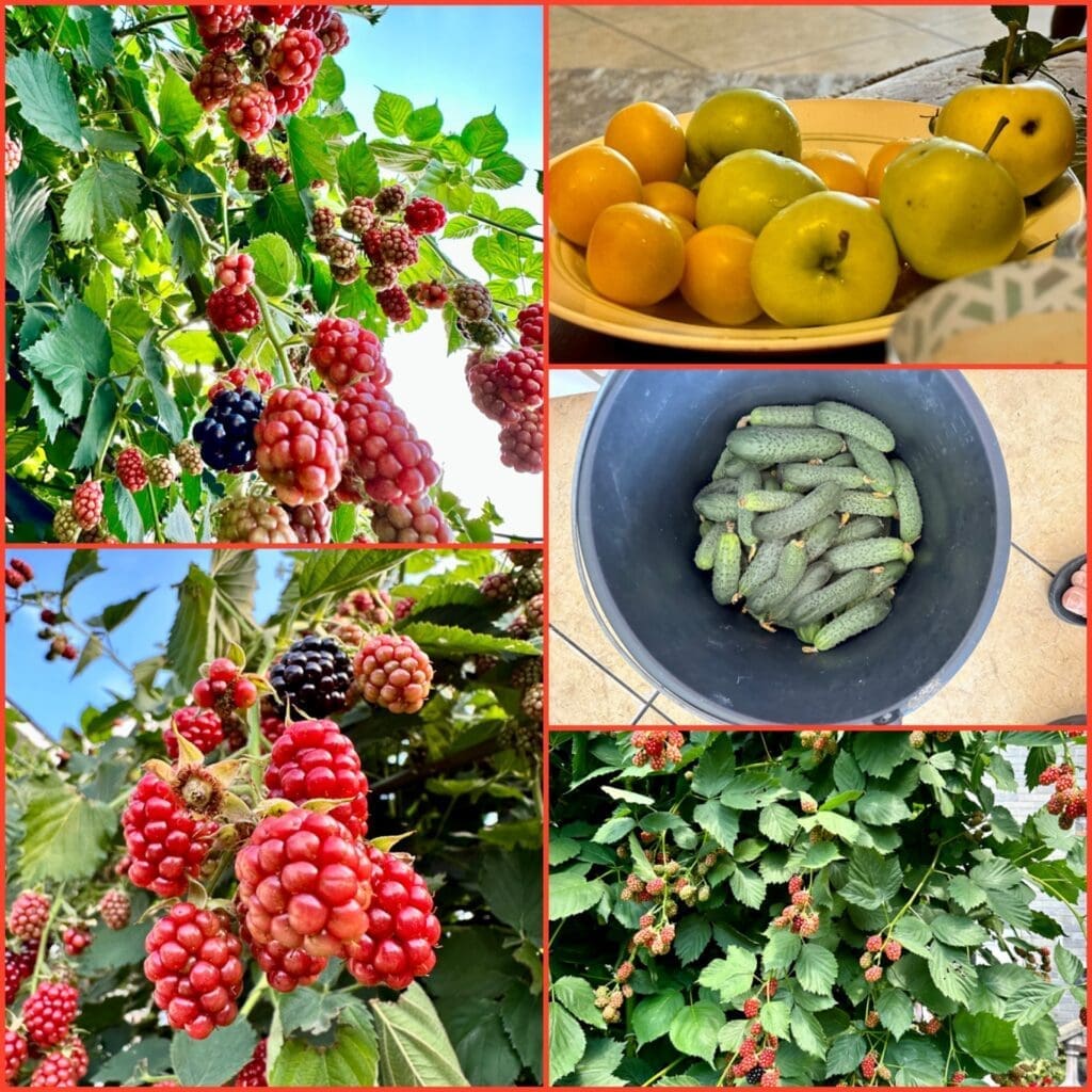 collage with various fruits and berries of Ukraine