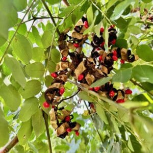 red sandalwood tree seeds