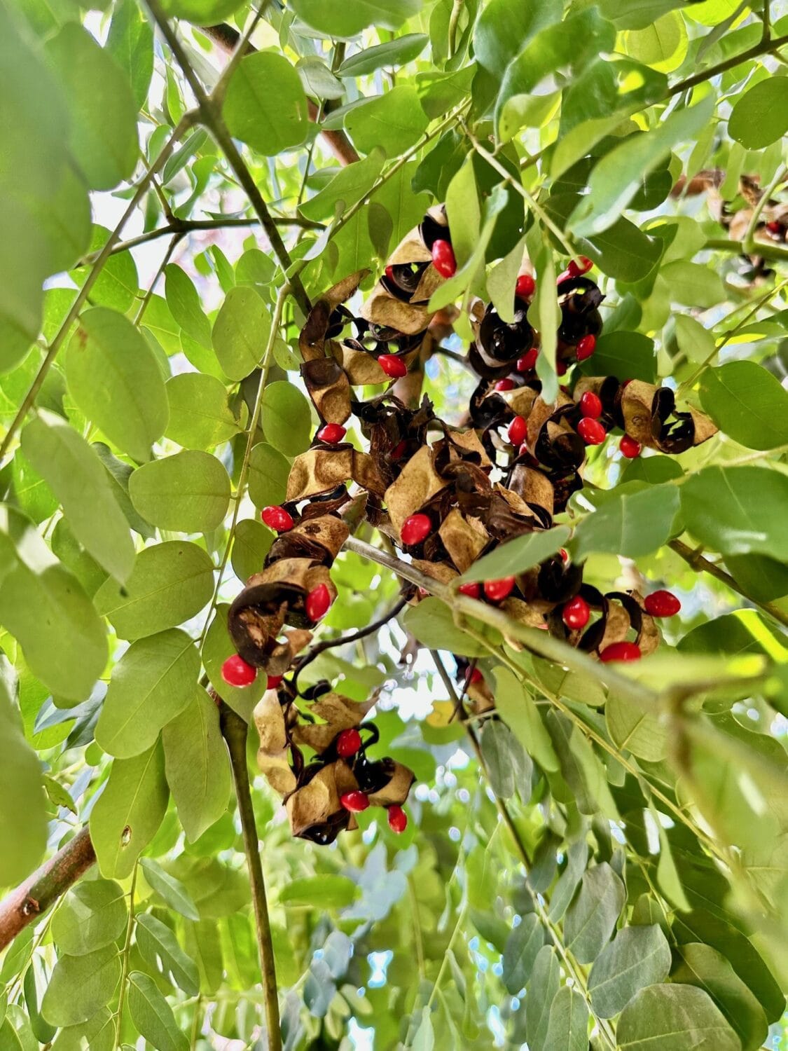 red sandalwood tree seeds