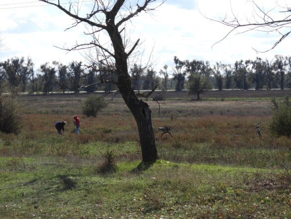 picking mushrooms in a field