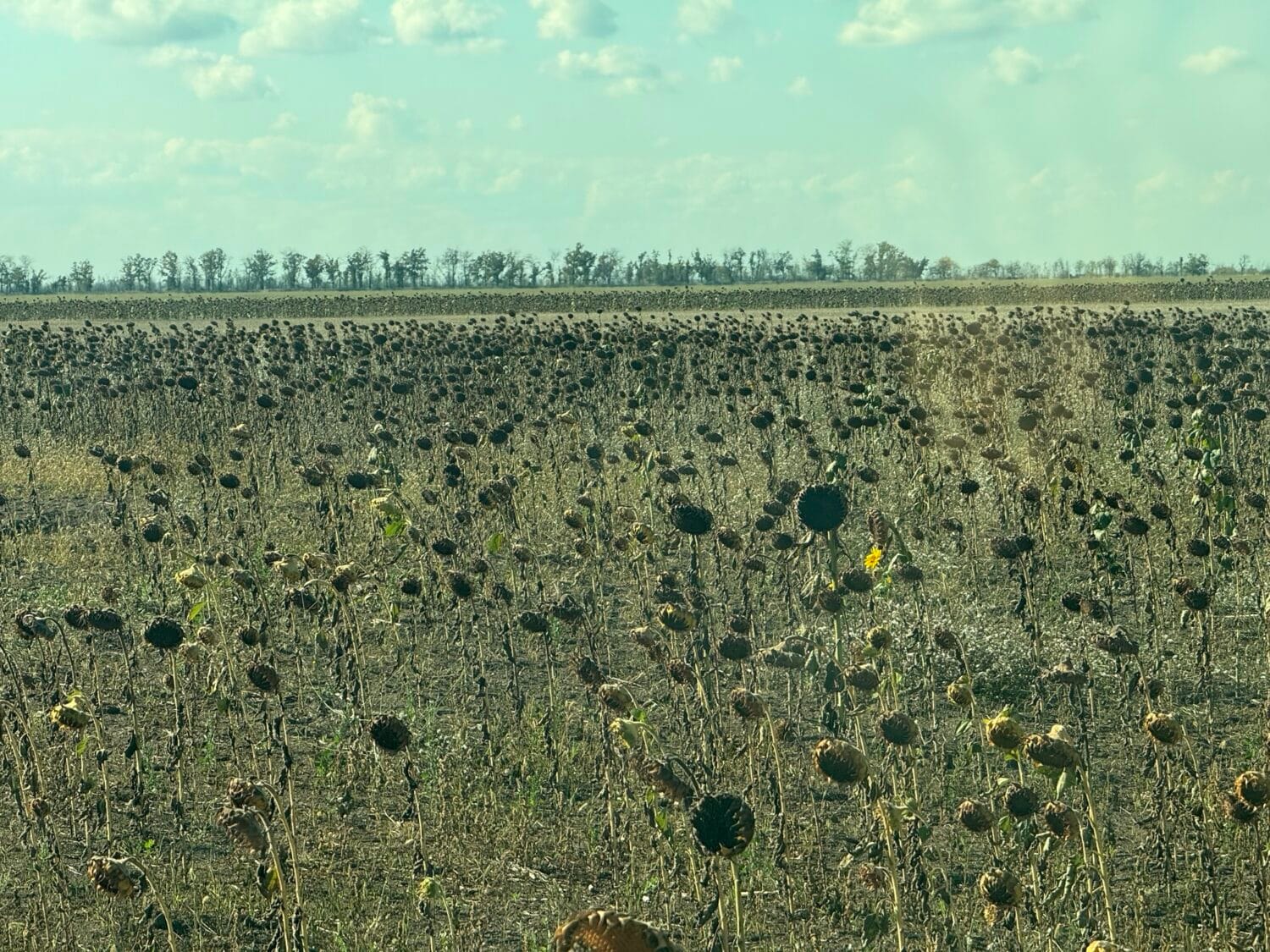 img_4352 dead sunflowers